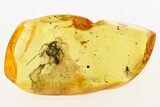 Detailed Fossil Ant, Gnats and Mites in Baltic Amber #284560-1